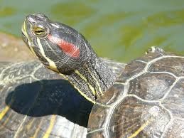 Tot per la teva tortuga