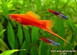 Tot per als teus peixos