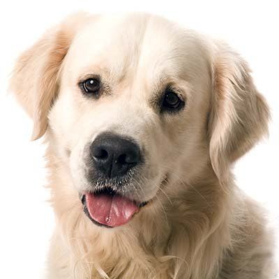 Animals de companyia