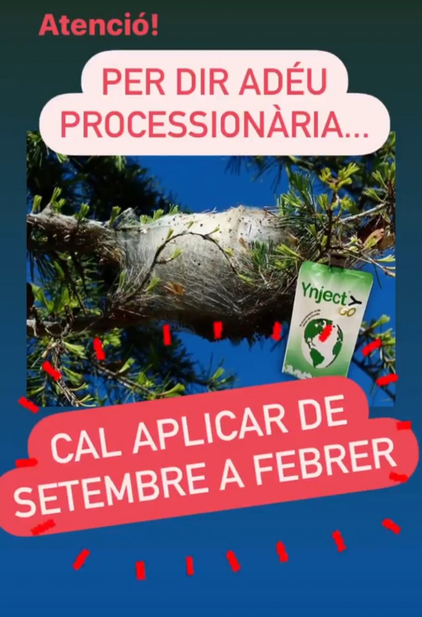 procesionaria01